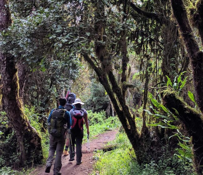 Trekking From Mti Mkubwa Camp to Shira 1 Camp